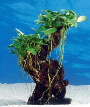 Aquarium Plants -  Dennerle-Plants