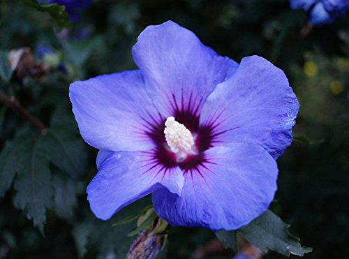 floranza® -  Hibiskus blaue