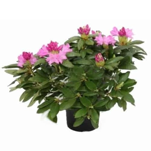 GardenPalms -  Rosa Alpenrose -