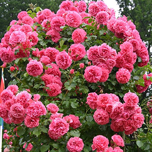 Garten Schlüter -  Kletterrose Rosarium