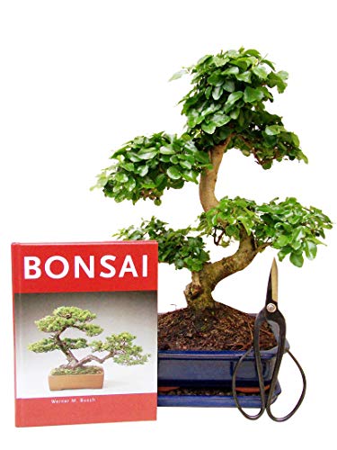 Genki-Bonsai -  Anfänger Bonsai-Set