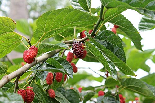 Green Future Pflanzenhandel -  Rote Maulbeere Morus