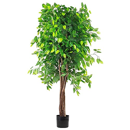 JonesHouseDeco -   160cm Ficus