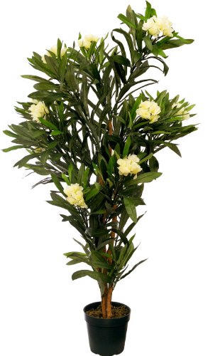 McPalms -   Oleander 1,20 m