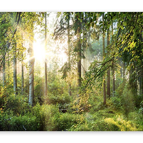 murando -   Fototapete Wald