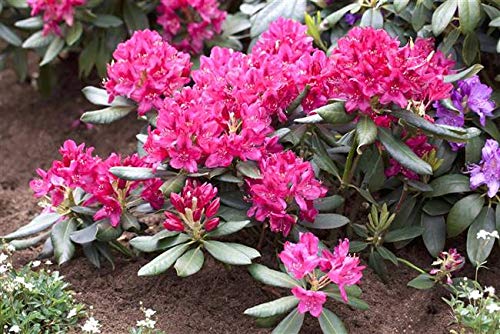 PlantaPro -  Rhododendron Nova