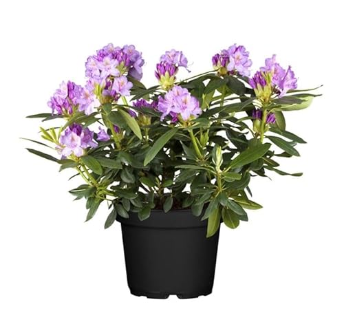 PlantaPro -  Rhododendron Cataw.