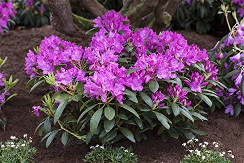 PlantaPro -  Rhododendron Roseum