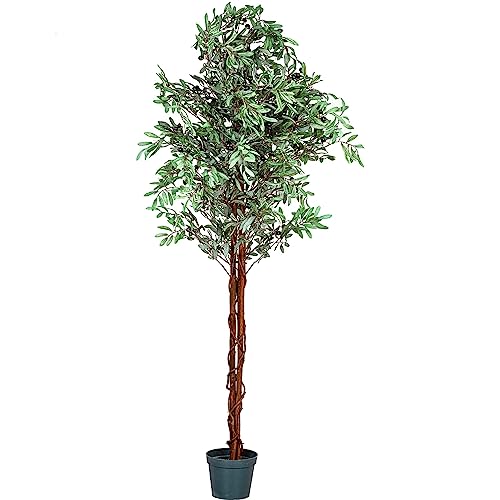 Plantasia -  ® Olivenbaum,