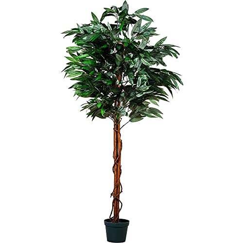Plantasia -  ® Mangobaum,