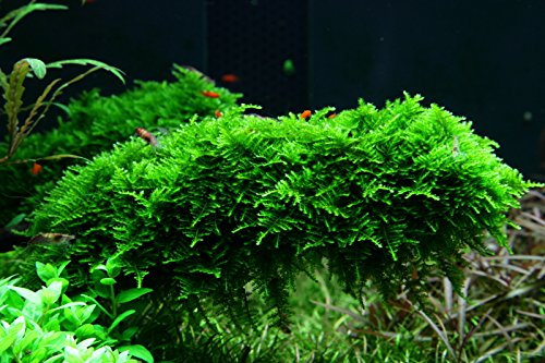Tropica -   Aquarium Pflanze