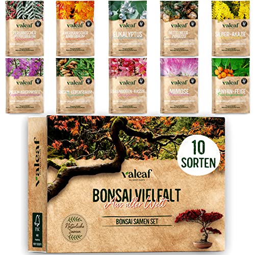 valeaf -  10 Bonsai Samen aus